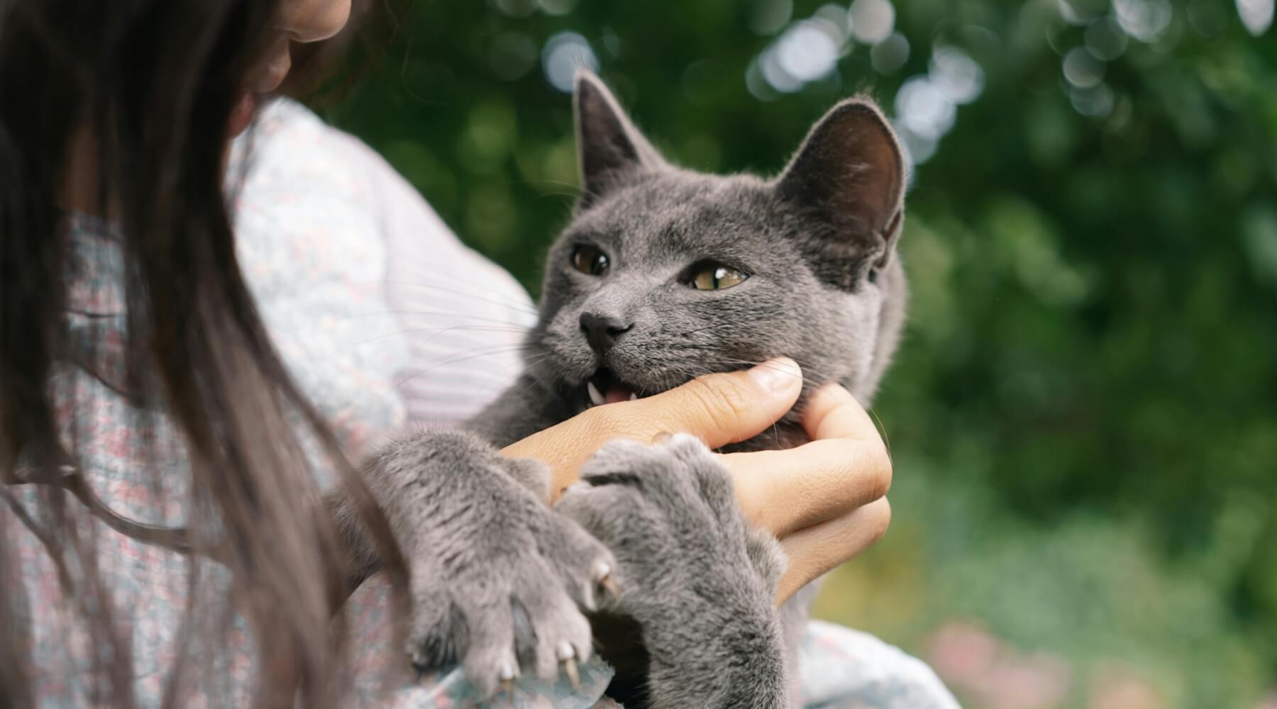 A woman holds a gray cat with green eyes and is about to reward cat for using the scratching post, the background is a blurry green