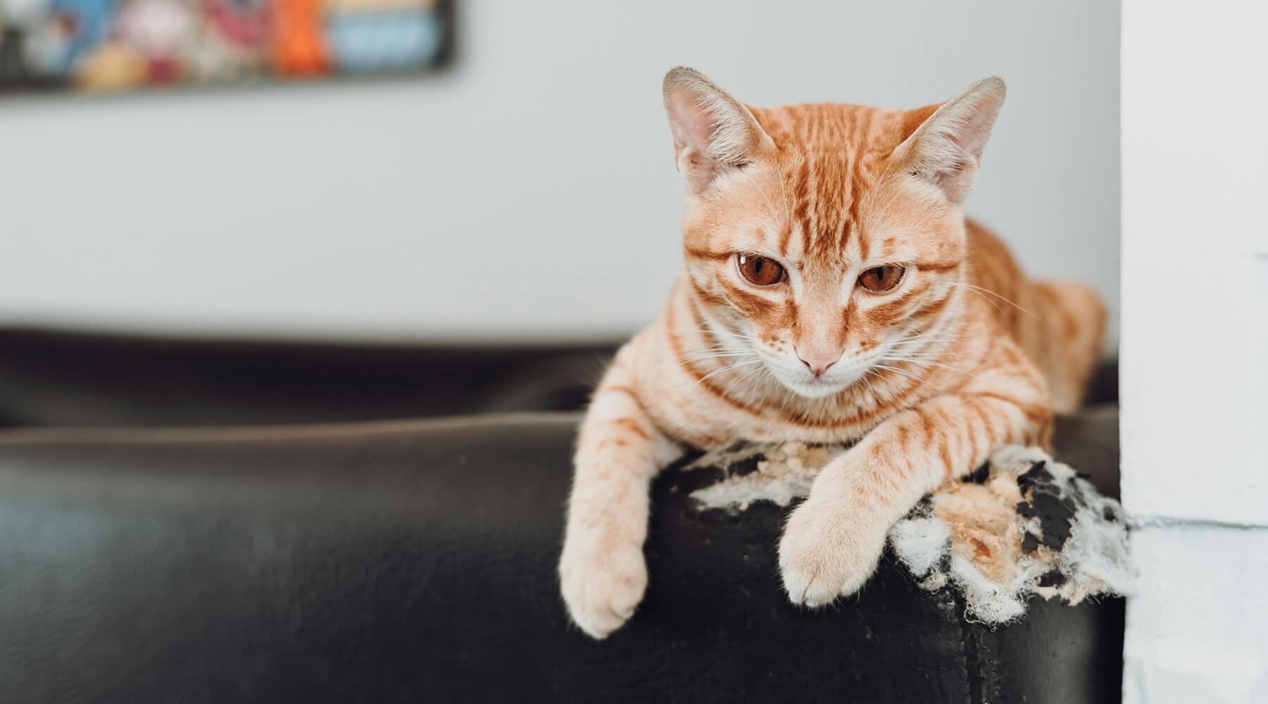 An orange cat lies on a leather couch, its front paws resting on a damaged part, appearing cat bored with the scratching post
